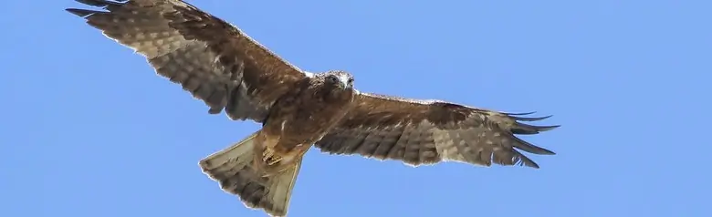Águila calzada