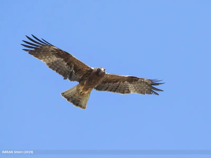 Águila calzada