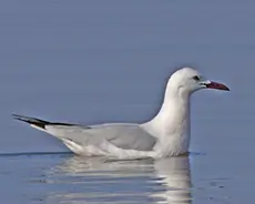 Gaviota Picofina