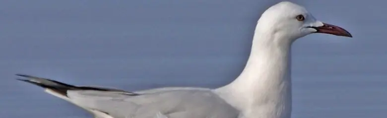 Gaviota Picofina