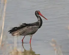 Cigüeña Negra