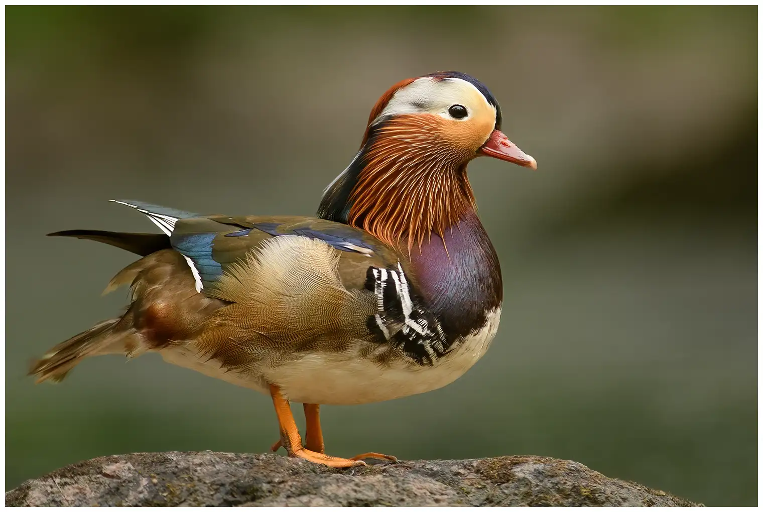 Pato Mandarín. Pájaro extremadamente colorido con detalles marrones, azules, verdes, morados, rojizos y blancos.