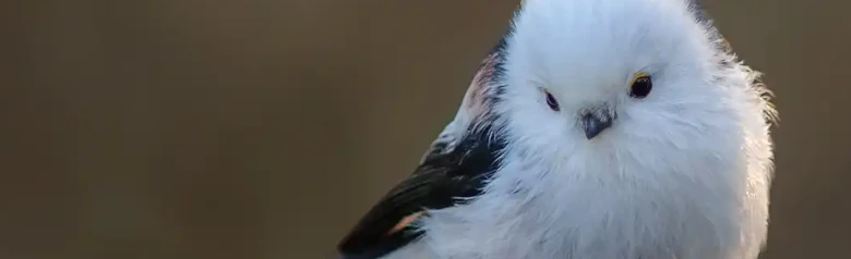 Mito Común. Sentado en una rama con escarcha. La cabeza y el pecho son blancos, mientras que el dorso tiene dibujos rojos y negros.