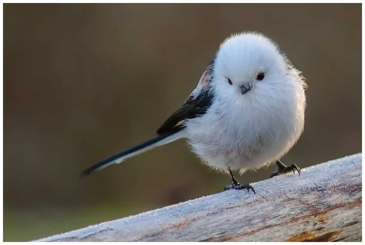Mito Común. Sentado en una rama con escarcha. La cabeza y el pecho son blancos, mientras que el dorso tiene dibujos rojos y negros.