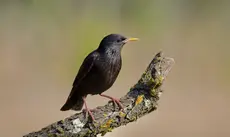 Estornino negro