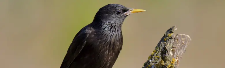 Estornino negro. 