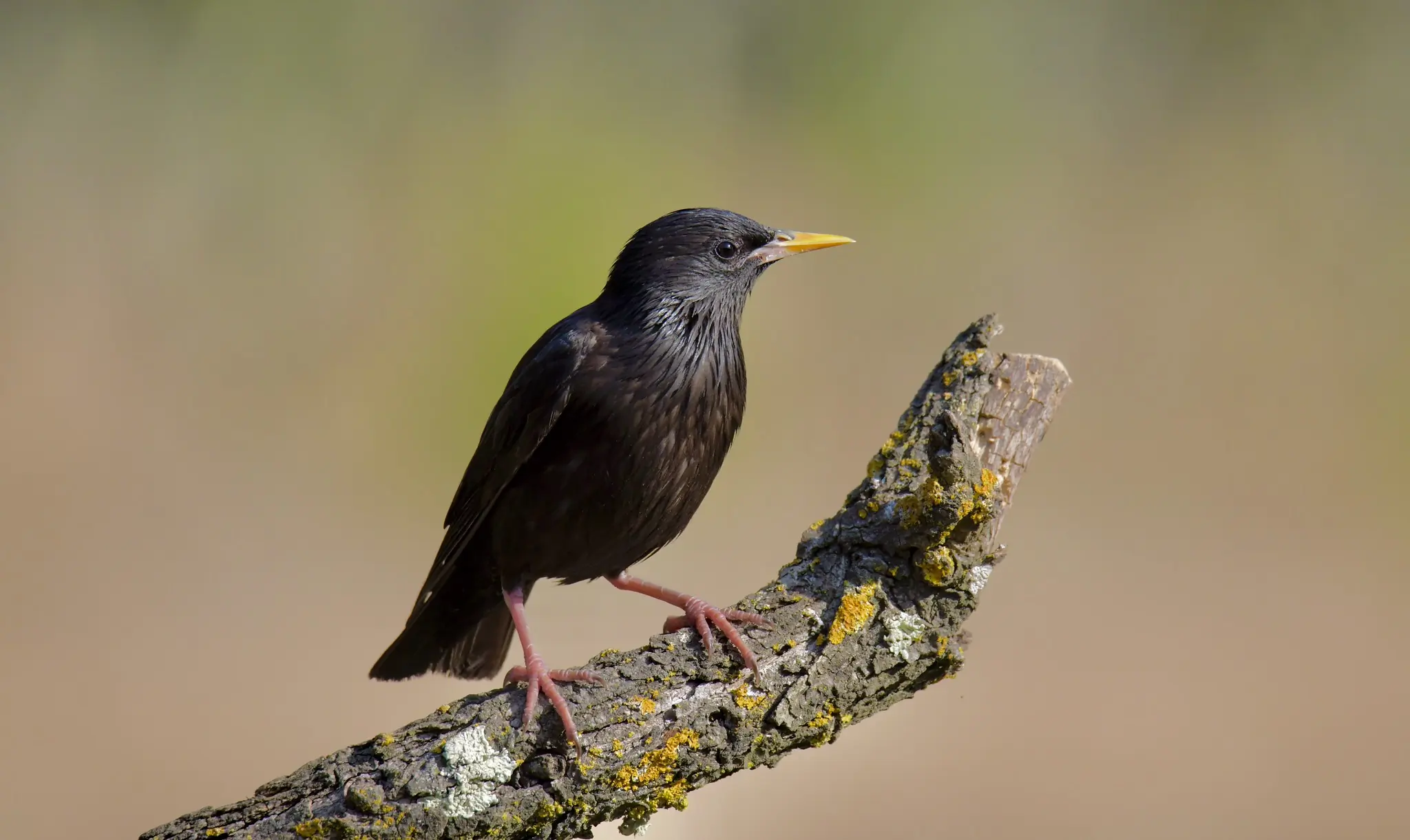 Estornino negro. 