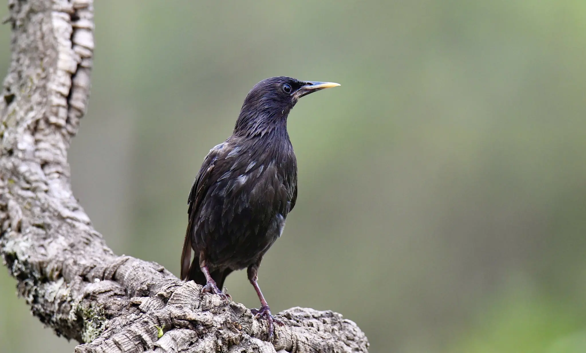 Estornino negro