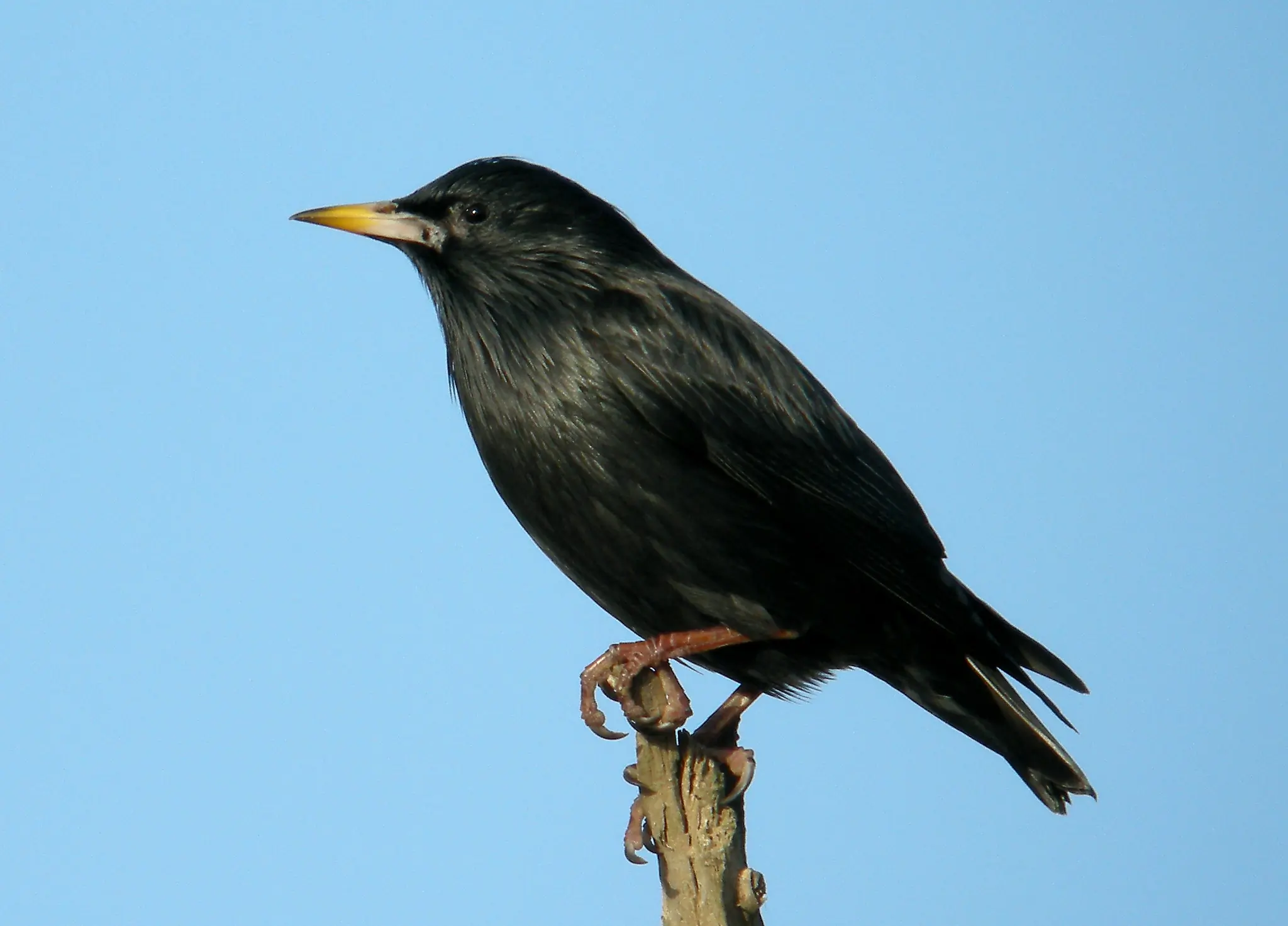 Estornino negro