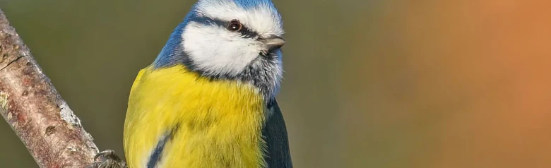 Herrerillo Común. Pequeño pájaro con alas y cola azules, capirote azul y parte inferior amarilla con una estrecha raya longitudinal gris-negra en el vientre.