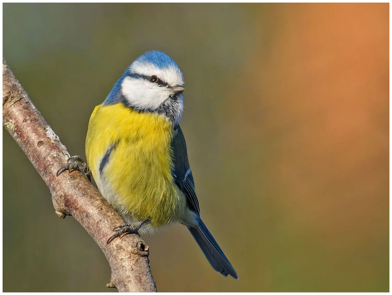 Herrerillo Común. Pequeño pájaro con alas y cola azules, capirote azul y parte inferior amarilla con una estrecha raya longitudinal gris-negra en el vientre.