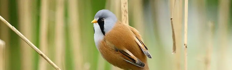 Bigotudo. Vive en bosques de juncos. Cabeza gris con una franja negra en la barba, mientras que la cola, el dorso y las alas son de color marrón canela.