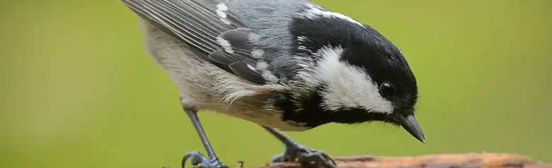 Carbonero Garrapinos. Sentado en una rama. Ave pequeña y regordeta con el dorso gris, la parte inferior beige y una larga mancha blanca en la nuca en la capucha negra.