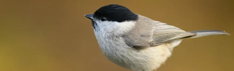 Carbonero Palustre. Sentado en la punta de una rama, fondo completamente borroso. Pequeño pájaro de color marrón grisáceo con un gorro negro brillante y un babero negro.