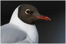 Gaviota Reidora