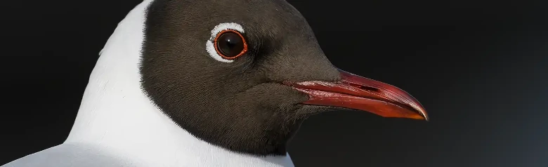 Gaviota Reidora. Primer plano de la cabeza. Capucha marrón oscuro en verano. En invierno, la capucha se sustituye por un parche oscuro en la oreja.