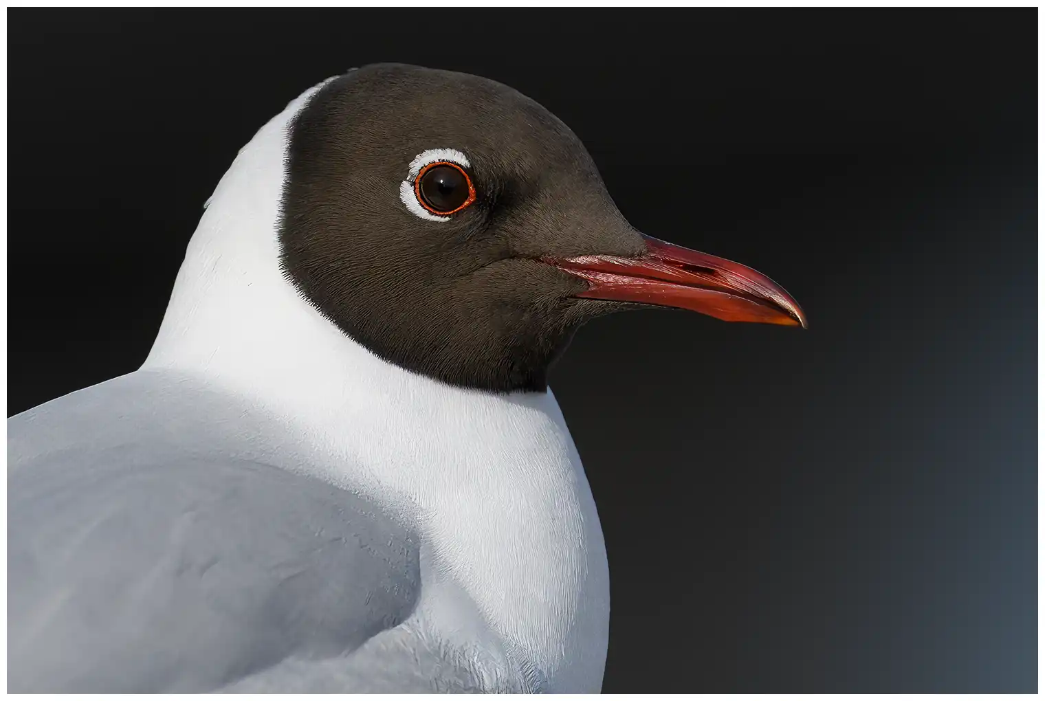 Gaviota Reidora. Primer plano de la cabeza. Capucha marrón oscuro en verano. En invierno, la capucha se sustituye por un parche oscuro en la oreja.