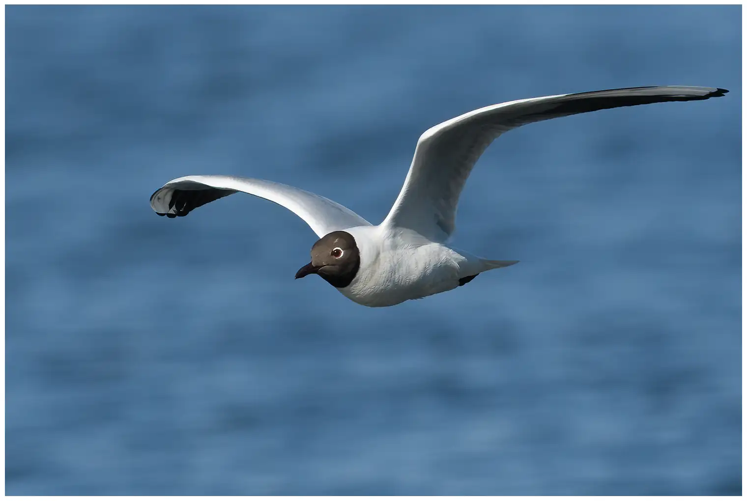 Gaviota Reidora