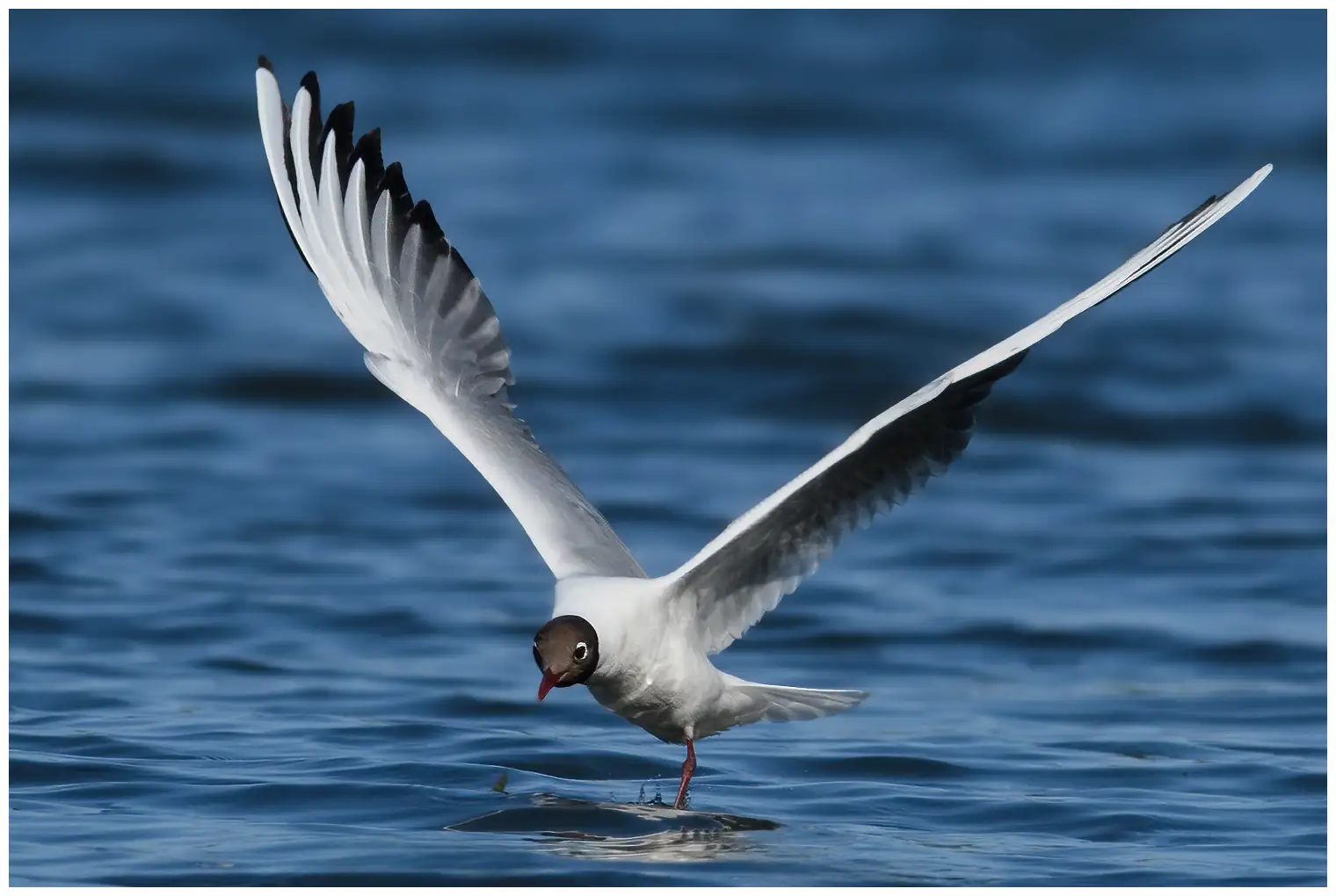 Gaviota Reidora
