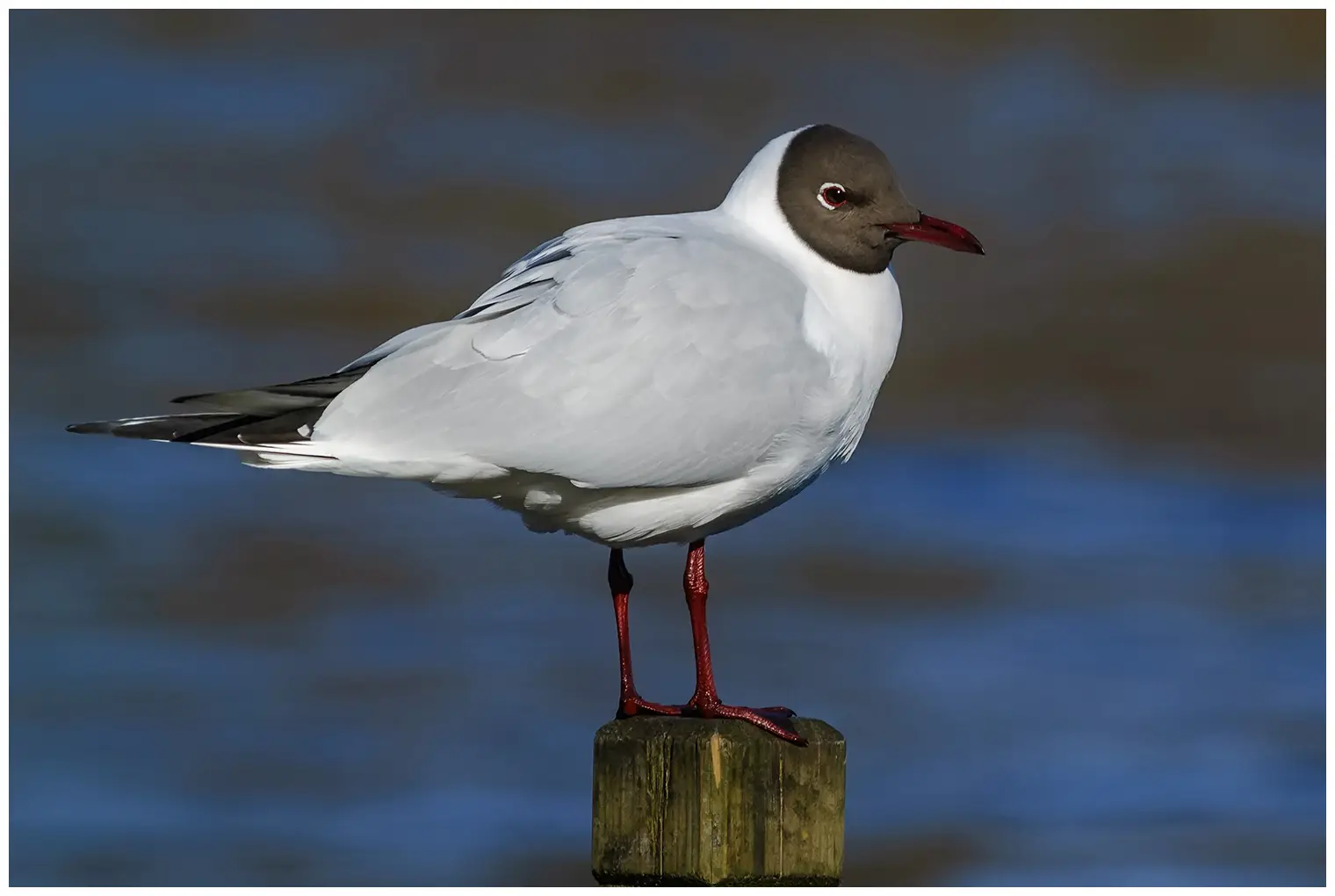 Gaviota Reidora