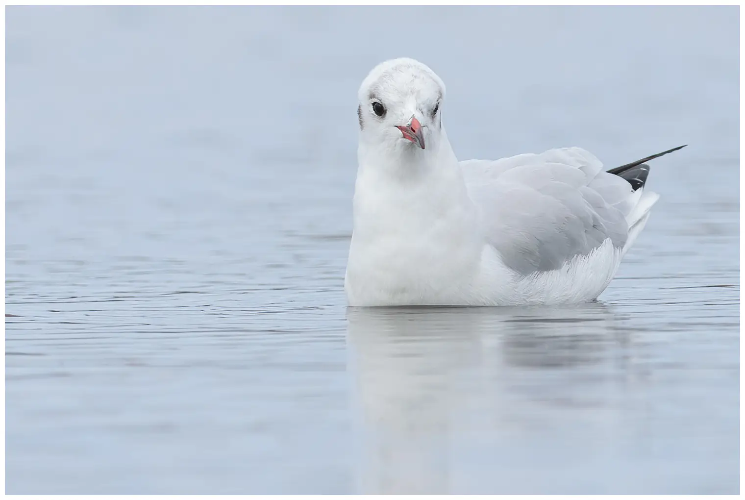 Gaviota Reidora