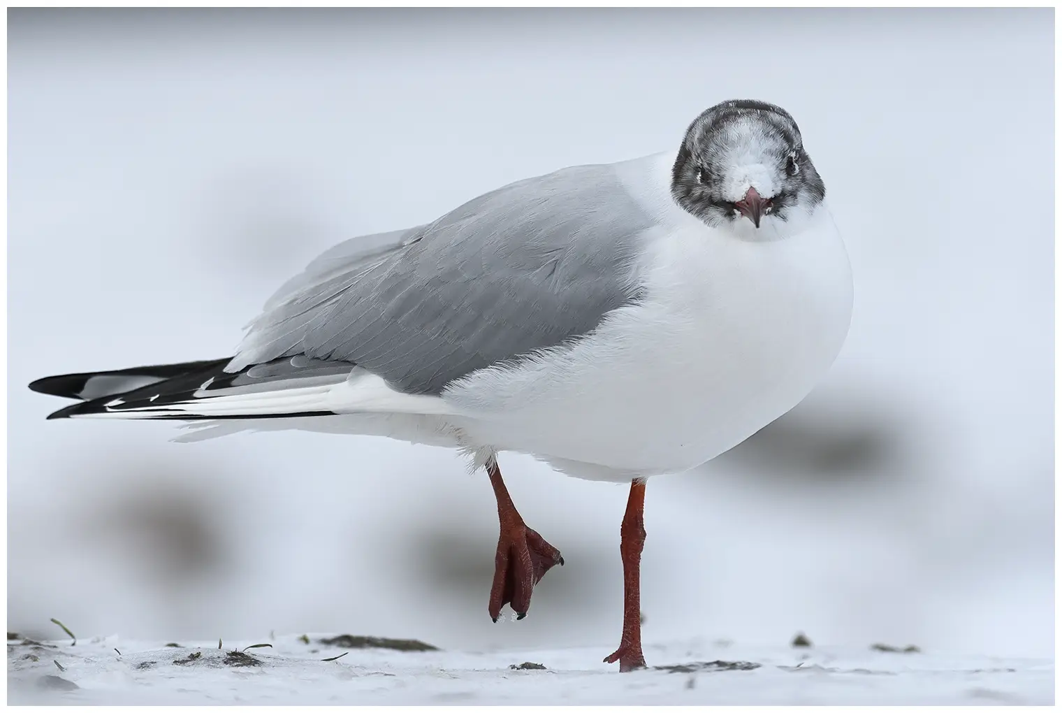 Gaviota Reidora