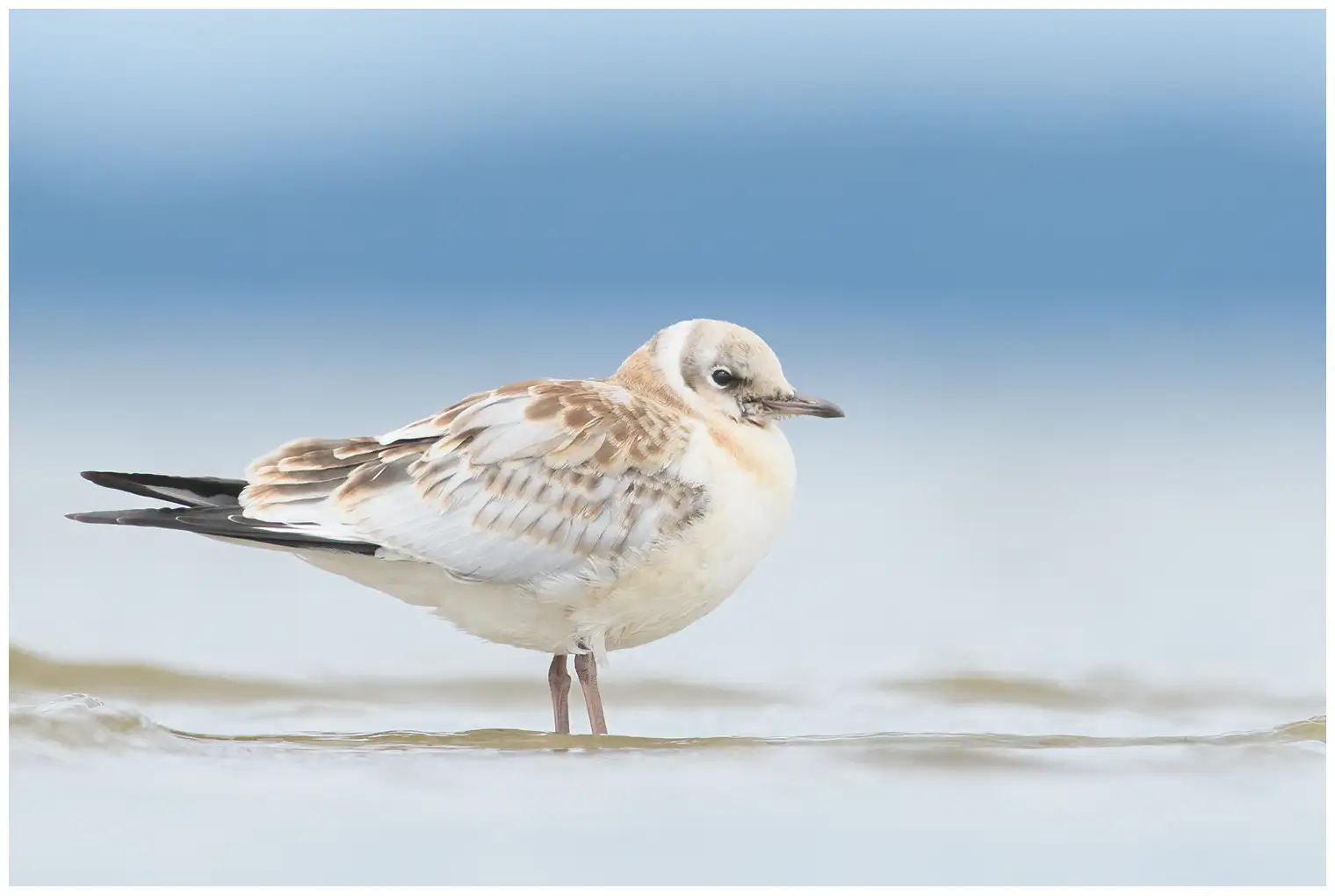 Gaviota Reidora