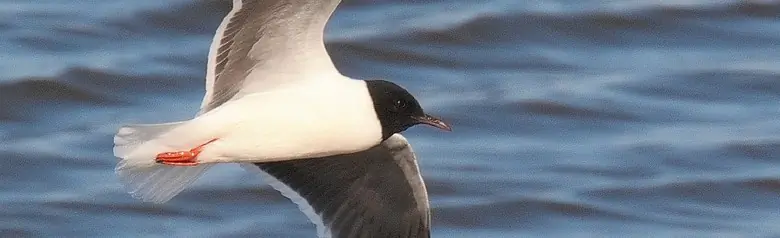 Gaviota Enana. La gaviota más pequeña del mundo. La capucha le llega hasta el cuello. Las alas tienen una parte inferior maciza, gris-negra.
