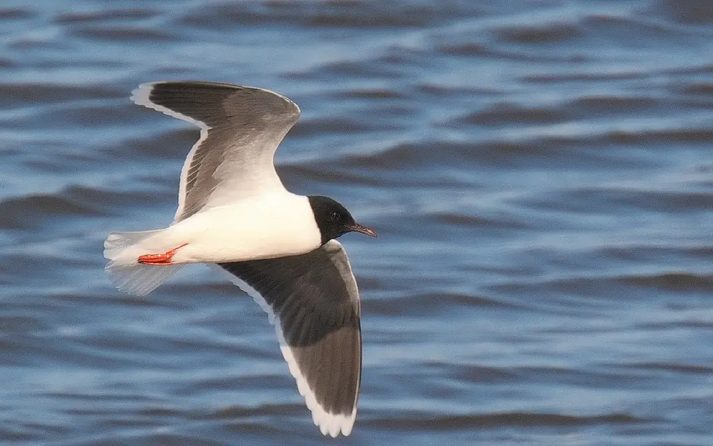 Gaviota Enana. La gaviota más pequeña del mundo. La capucha le llega hasta el cuello. Las alas tienen una parte inferior maciza, gris-negra.