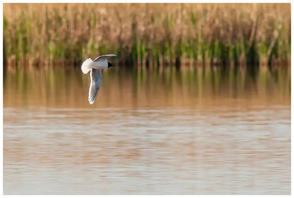 Gaviota Enana