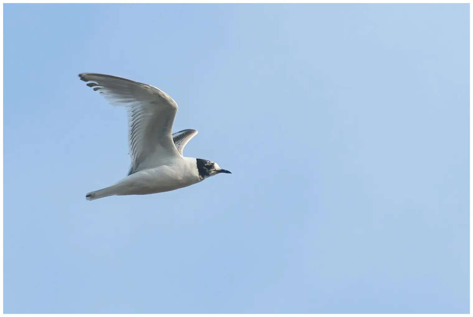 Gaviota Enana